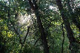 Sunlight breaking through the trees - Jerry Kaiser