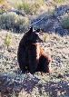 Brown Bear at Valley View, 2011 - 