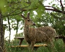 Deer - 